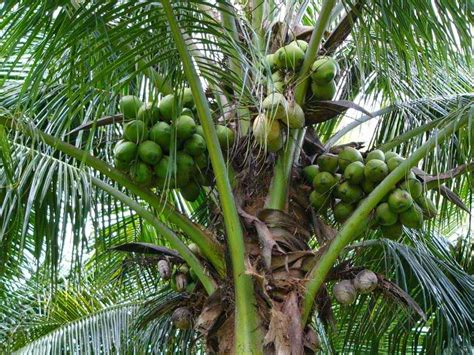Top 10 Amazing Facts About The Coconut Tree Most Beautiful