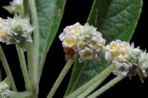 Lippia Myriocephala Schltdl And Cham Plants Of The World Online Kew