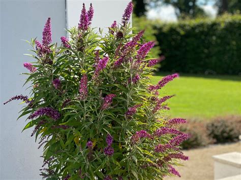 Der sommerflieder, auch schmetterlingsflieder genannt. Sommerflieder / Schmetterlingsstrauch 'Butterfly Tower ...