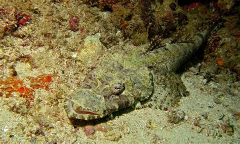 Crocodilefish L Small But Imposing Predator Our Breathing Planet