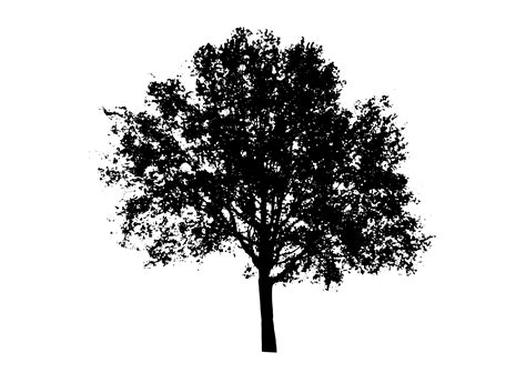 Tree Silhouette Clip Art Tree Vector Png Download 24001703 Free
