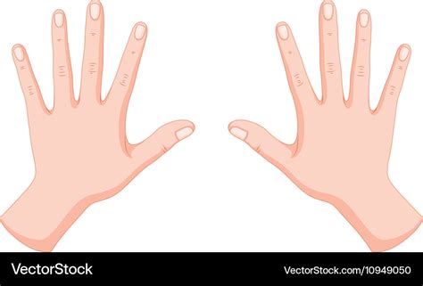 Human Hands Left And Right Royalty Free Vector Image