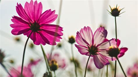 Desktop Wallpaper Pink Cosmos Flowers 4k Hd Image