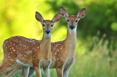 Mirror Image Whitetail Deer Fawn The Twins Were Back Las Flickr