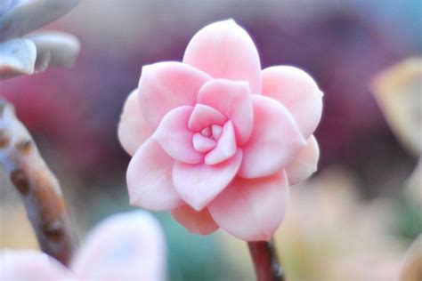 Pink Succulents Are The Prettiest New Indoor Plant Trend Better Homes