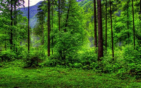 Green Forest Hd Wallpapers Wallpaper Cave