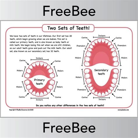 Teeth Diagram Ks2 Science Primary Resources — Planbee