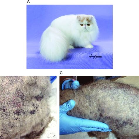 Macroscopic Changes Of A Severe Case Of Dermatophytosis In A Persian