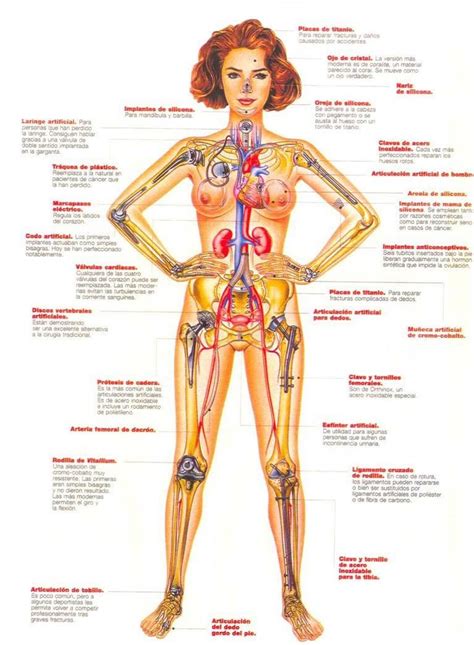 Cuerpo Anatomy Pinterest