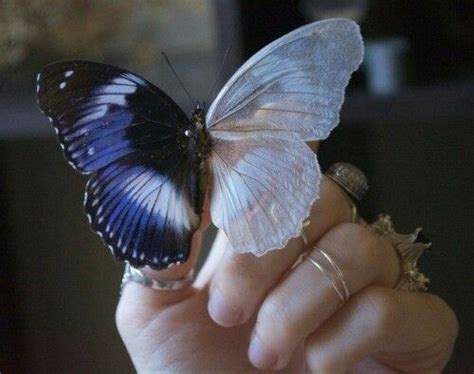 Pin By Eliza On Draws Insect Wings Ravenclaw Aesthetic Insects