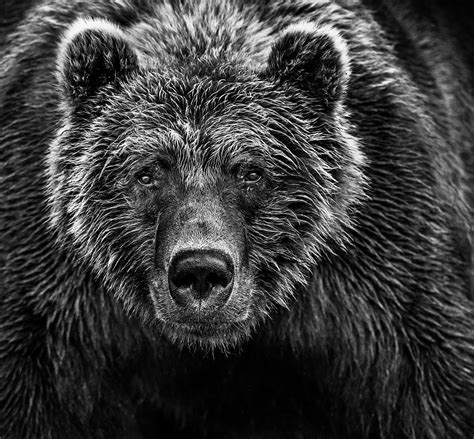 Bear By David Yarrow David Yarrow Wildlife Photography