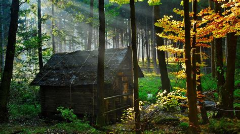 Forest House 1920 X 1080 Hdtv 1080p Wallpaper