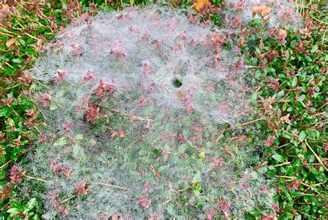 Funnel Spider Webs Sparkle In The Early Morning Dew Lynnhaven River Now