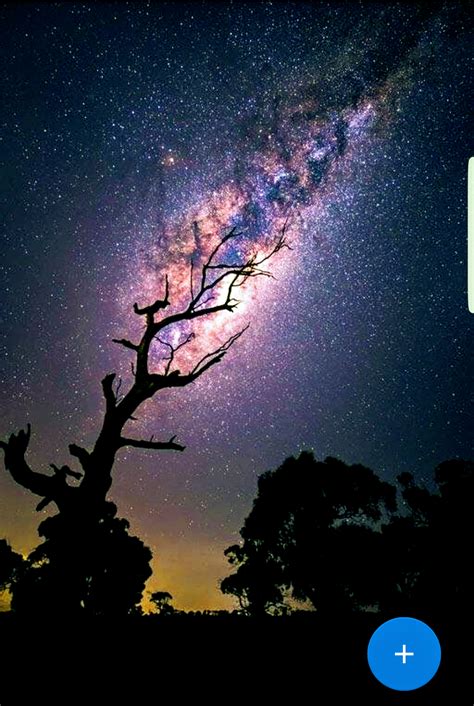 A Tree With The Milky Way Galaxy Rpics