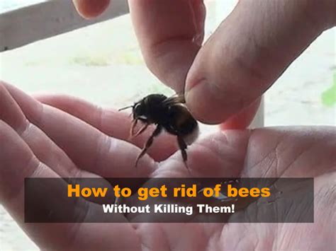 How To Get Rid Of Bees Without Killing Them Natural Methods Explained Easy Beesy Com