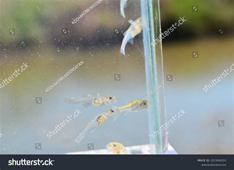 Gobiopterus Chuno Glass Goby Freshwater Fish Stock Photo 2223426353