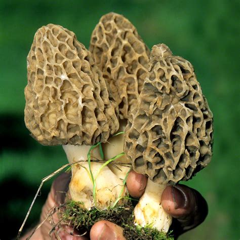Morchella esculenta Culture — Fungi Perfecti