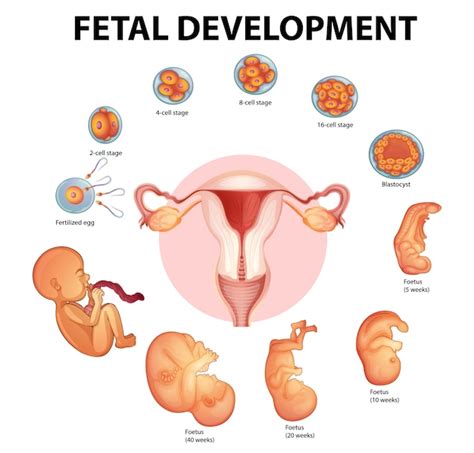 Etapas Del Desarrollo Embrionario Humano Vector Gratis