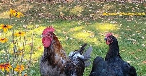 Preparing Your Chickens For Autumn Chickens Backyard Backyard Flocks