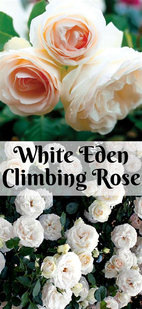 White Eden ®️️ Climbing Rose Features Old Fashioned English Style White