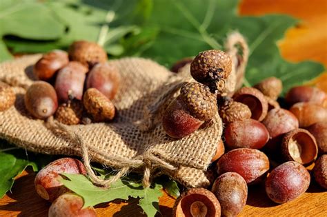 3 Edible Wild Nuts Youll Find Everywhere Except At The Store