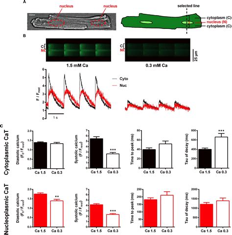 Frontiers Serca Activity Controls The Systolic Calcium Increase In The Nucleus Of Cardiac Myocytes