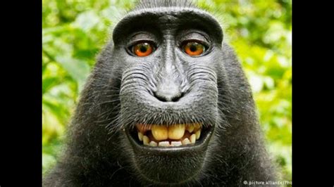 Lets Watch That Monkey Smile Youtube