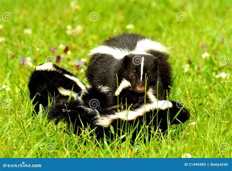 Mother Skunk Carrying Her Kits Stock Image Image Of Kits Stinkers