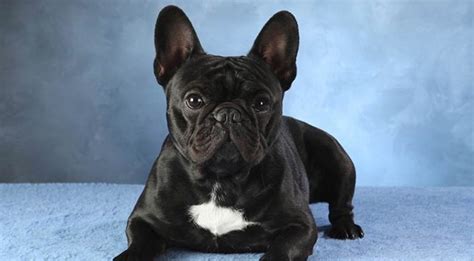 Are French Bulldogs Good With Other Dogs Mypetcarejoy