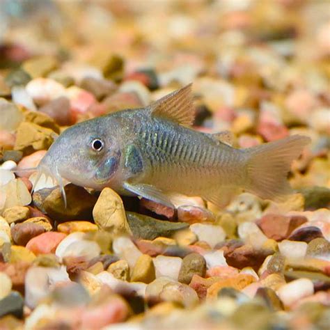 Pregnant Cory Catfish A Comprehensive Breeding Manual For 45 Off