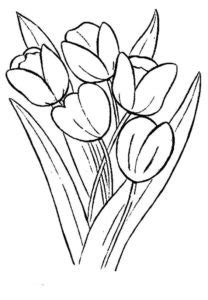 Untuk menggambar sketsa bunga tersebut lakukan dengan. Gambar Mewarnai Bunga Tulip - Pintar Mewarnai