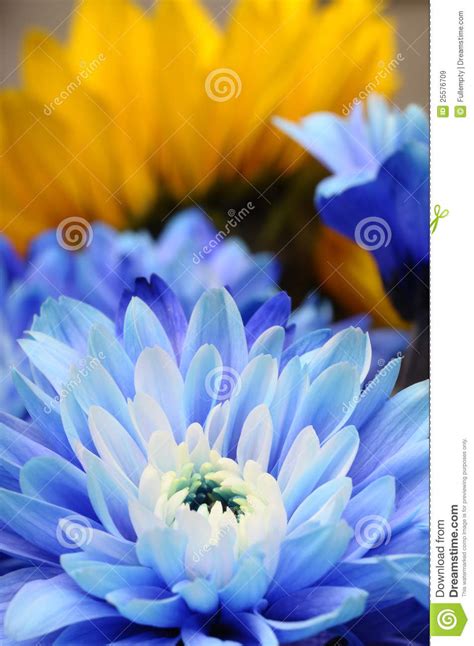 Macro Of Blue Flower Aster Stock Image Image Of Close 25576709