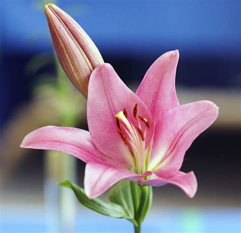 Pink Lily Free Stock Photo Public Domain Pictures