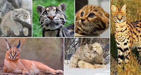 12 Rare And Unusual Species Of Wild Cat You Probably Didnt Know Existed