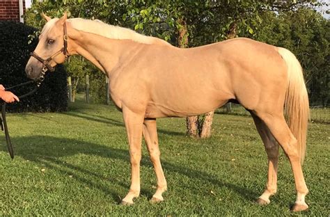 Stallion Usa 2011 By Legacy In Gold Out Of Kalis Sunshine