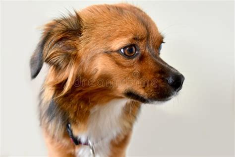 Little Puppy Dog With Big Astonished Eyes Stock Image Image Of Awake