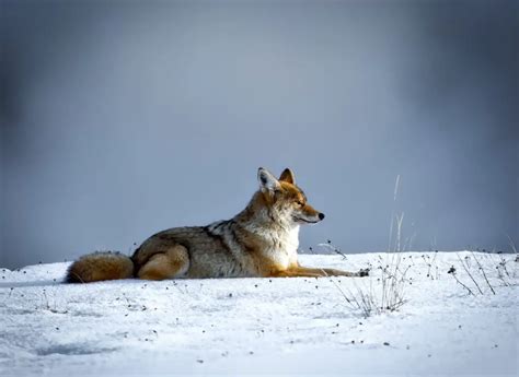 5 Interesting Facts About Coyotes