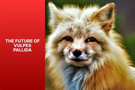 Vulpes Pallida Iucn Status An In Depth Look At The Conservation Status