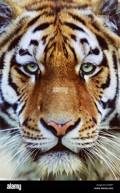 Tiger Face High Resolution Stock Photography And Images Alamy