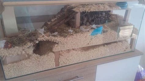 Diy hamster cage or homemade hamster cage. My DIY Dsungarian Hamster Cage. Opinions? : hamsters
