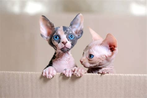 How Much Does A Sphynx Cat Cost 2023 Price Guide