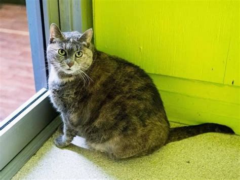 Big Is Beautiful Very Very Fat Cat Up For Adoption In Williamsburg Williamsburg Ny Patch