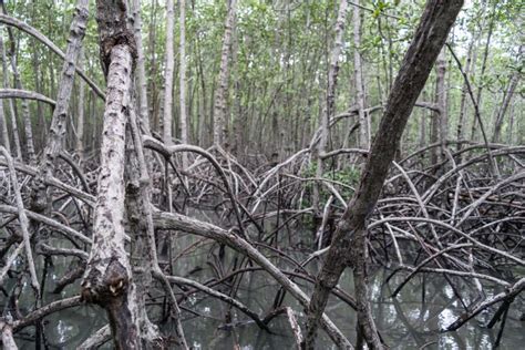 Mangrove Forest Stock Photo Image Of Wood Woods Water 82856726