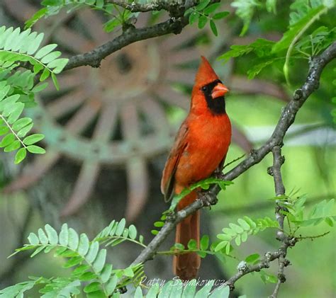 Cardinal Cardinal Singing In The Locust Tree ~~ Patty Szymkowicz