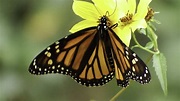 Farfalle diurne – Ente Parco delle Madonie