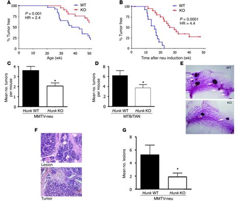 Jci Hunk Is Required For Her2neu Induced Mammary Tumorigenesis