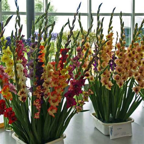 While they prefer full sun, gladiolus will still grow well in partial shade.gladiolus plants prefer a rich, soft soil. Gladiolus corms, acidanthera corms to buy today from ...