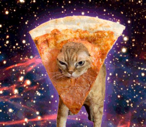 cat pizza find and share on giphy