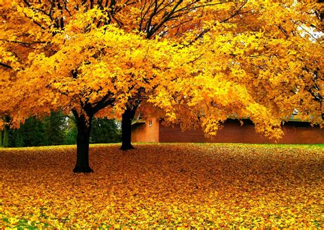 Nature Landscape Trees Leaves Yellow Fall House