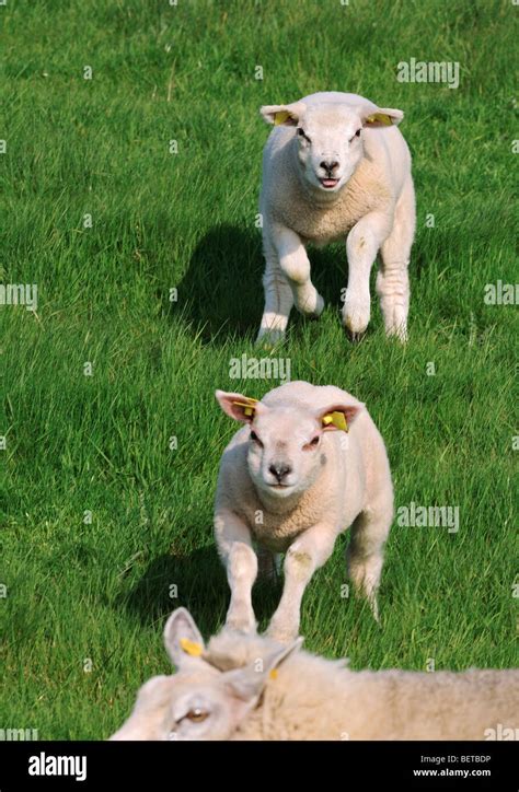 Two White Domestic Texel Sheep Ovis Aries Lambs Running To Ewe In